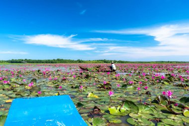 Tay Ninh, Vietnam - December 8th, 2021: A farmer is harvesting water lily in a flooded field on a winter morning, this is his daily livelihood to support his family in Tay Ninh, Vietnam