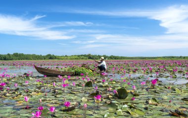 Tay Ninh, Vietnam - December 8th, 2021: A farmer is harvesting water lily in a flooded field on a winter morning, this is his daily livelihood to support his family in Tay Ninh, Vietnam