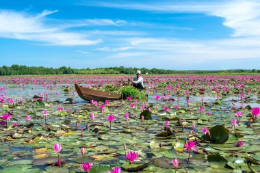 Tay Ninh, Vietnam - December 8th, 2021: A farmer is harvesting water lily in a flooded field on a winter morning, this is his daily livelihood to support his family in Tay Ninh, Vietnam