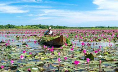Tay Ninh, Vietnam - December 8th, 2021: A farmer is harvesting water lily in a flooded field on a winter morning, this is his daily livelihood to support his family in Tay Ninh, Vietnam