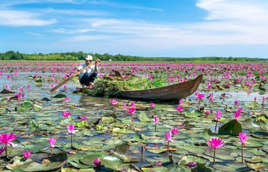 Tay Ninh, Vietnam - December 8th, 2021: A farmer is harvesting water lily in a flooded field on a winter morning, this is his daily livelihood to support his family in Tay Ninh, Vietnam