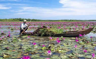 Tay Ninh, Vietnam - December 8th, 2021: A farmer is harvesting water lily in a flooded field on a winter morning, this is his daily livelihood to support his family in Tay Ninh, Vietnam