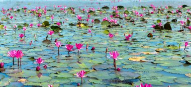 Water lily blooming season with beautiful purple flowers. Flowers grow naturally when the flood water is high, represent the purity, simplicity