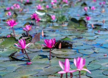Water lily blooming season with beautiful purple flowers. Flowers grow naturally when the flood water is high, represent the purity, simplicity