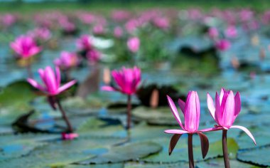 Water lily blooming season with beautiful purple flowers. Flowers grow naturally when the flood water is high, represent the purity, simplicity