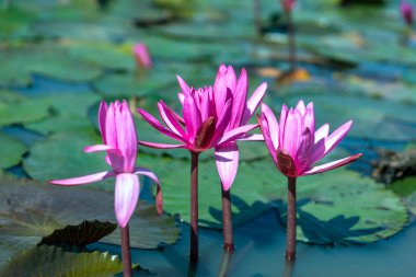 Water lily blooming season with beautiful purple flowers. Flowers grow naturally when the flood water is high, represent the purity, simplicity
