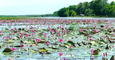 Fields water lilies bloom season in a large flooded lagoon. Flowers grow naturally when the flood water is high, represent the purity, simplicity