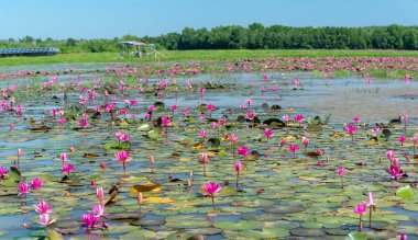 Fields water lilies bloom season in a large flooded lagoon. Flowers grow naturally when the flood water is high, represent the purity, simplicity