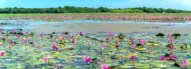 Fields water lilies bloom season in a large flooded lagoon. Flowers grow naturally when the flood water is high, represent the purity, simplicity