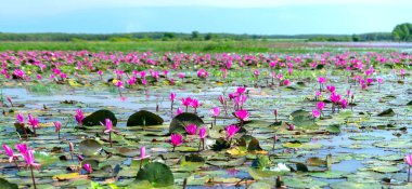 Fields water lilies bloom season in a large flooded lagoon. Flowers grow naturally when the flood water is high, represent the purity, simplicity