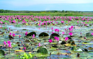 Fields water lilies bloom season in a large flooded lagoon. Flowers grow naturally when the flood water is high, represent the purity, simplicity