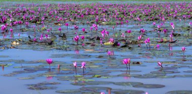 Fields water lilies bloom season in a large flooded lagoon. Flowers grow naturally when the flood water is high, represent the purity, simplicity