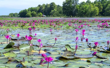 Fields water lilies bloom season in a large flooded lagoon. Flowers grow naturally when the flood water is high, represent the purity, simplicity