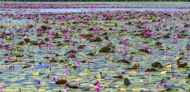 Fields water lilies bloom season in a large flooded lagoon. Flowers grow naturally when the flood water is high, represent the purity, simplicity