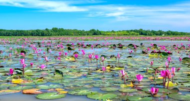Fields water lilies bloom season in a large flooded lagoon. Flowers grow naturally when the flood water is high, represent the purity, simplicity