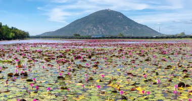 Fields water lilies bloom season in a large flooded lagoon. The background of Black Virgin Mountain, Tay Ninh is the highest in the Southeast region of Vietnam
