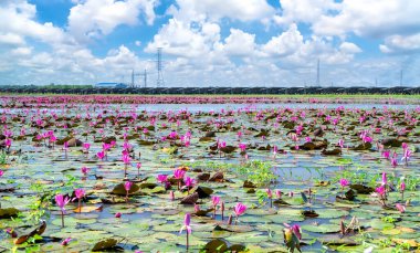 Fields water lilies bloom season in a large flooded lagoon. Flowers grow naturally when the flood water is high, represent the purity, simplicity