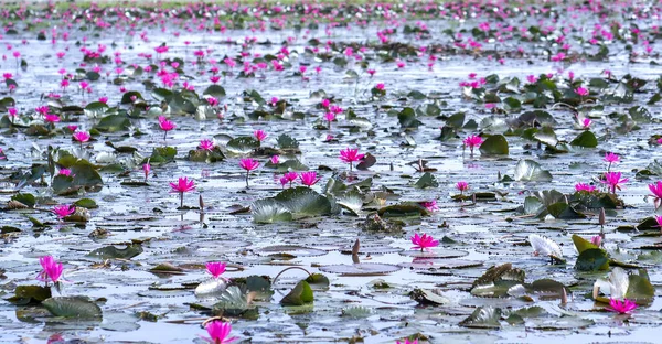 Fields Water Lilies Bloom Season Large Flooded Lagoon Flowers Grow — Photo