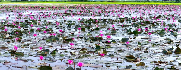 Campos Agua Lirios Florecen Temporada Una Gran Laguna Inundada Las —  Fotos de Stock