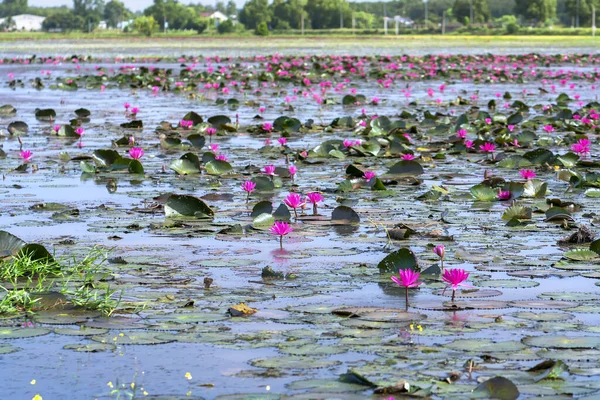 Fields Water Lilies Bloom Season Large Flooded Lagoon Flowers Grow — 스톡 사진