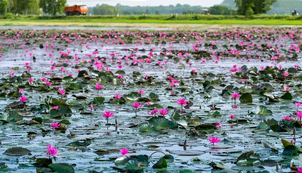 Fields Water Lilies Bloom Season Large Flooded Lagoon Flowers Grow — Stock Photo, Image