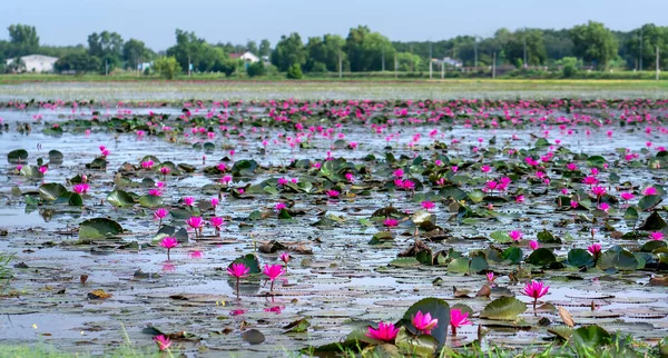 Fields Water Lilies Bloom Season Large Flooded Lagoon Flowers Grow — Zdjęcie stockowe