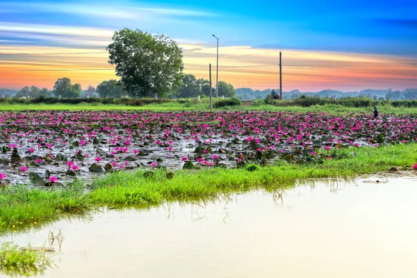 大規模な氾濫したラグーンでは フィールドの睡蓮が咲く季節 花は洪水の水が高いときに自然に成長し シンプルさを表します — ストック写真