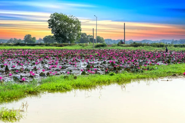 Fields Water Lilies Bloom Season Large Flooded Lagoon Flowers Grow — стоковое фото