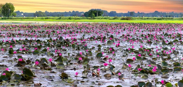 Campos Agua Lirios Florecen Temporada Una Gran Laguna Inundada Las — Foto de Stock