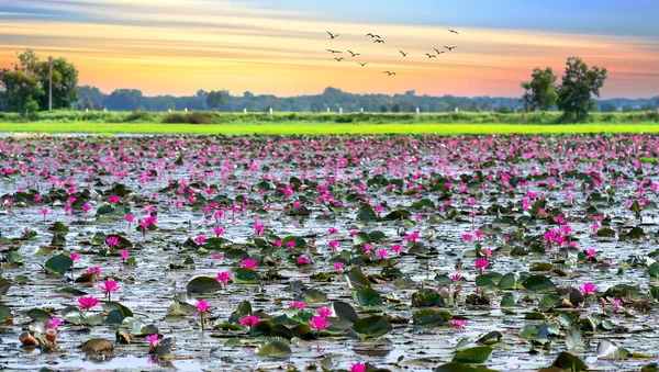 Fields Water Lilies Bloom Season Large Flooded Lagoon Flowers Grow — Foto de Stock