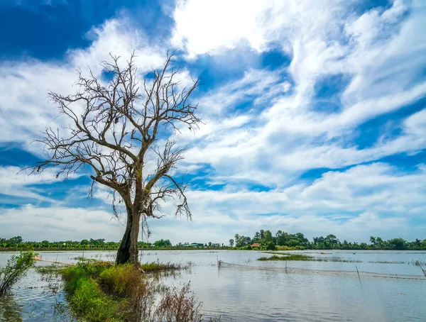 Silhouette Ancient Ficus Racemosa Tree Flooded Field Flood Season Brings — Foto de Stock