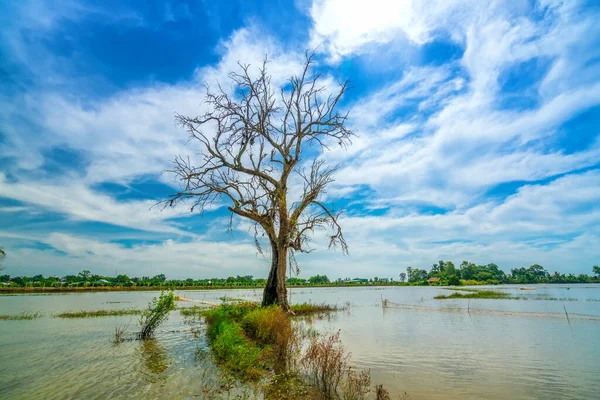 Silhouette Ancient Ficus Racemosa Tree Flooded Field Flood Season Brings — Foto de Stock