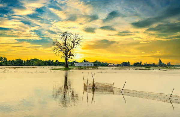Silhouette Ancient Ficus Racemosa Tree Flooded Field Flood Season Brings — Foto Stock