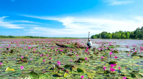 Tay Ninh, Vietnam - December 8th, 2021: A farmer is harvesting water lily in a flooded field on a winter morning, this is his daily livelihood to support his family in Tay Ninh, Vietnam