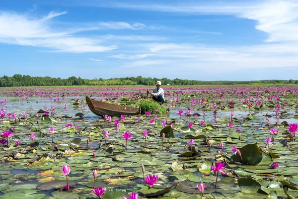 Tay Ninh, Vietnam - December 8th, 2021: A farmer is harvesting water lily in a flooded field on a winter morning, this is his daily livelihood to support his family in Tay Ninh, Vietnam