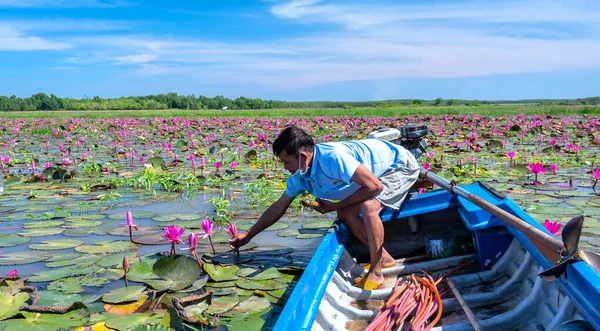 Tay Ninh, Vietnam - December 8th, 2021: A farmer is harvesting water lily in a flooded field on a winter morning, this is his daily livelihood to support his family in Tay Ninh, Vietnam