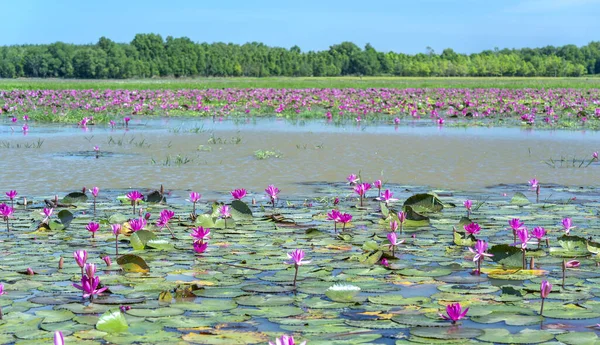 Fields water lilies bloom season in a large flooded lagoon. Flowers grow naturally when the flood water is high, represent the purity, simplicity