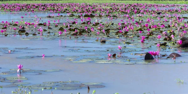 Fields Water Lilies Bloom Season Large Flooded Lagoon Flowers Grow — Fotografia de Stock