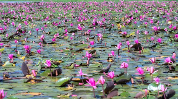 Campos Agua Lirios Florecen Temporada Una Gran Laguna Inundada Las —  Fotos de Stock