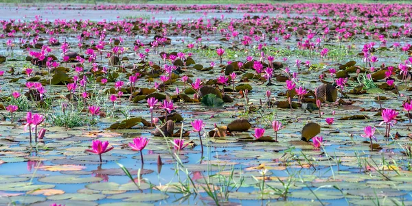 Fields Water Lilies Bloom Season Large Flooded Lagoon Flowers Grow — Stockfoto