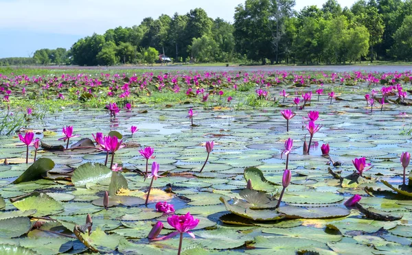 Fields Water Lilies Bloom Season Large Flooded Lagoon Flowers Grow — 스톡 사진