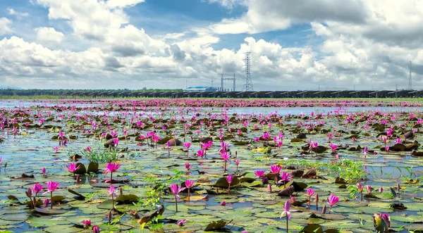 Fields Water Lilies Bloom Season Large Flooded Lagoon Flowers Grow — Stockfoto