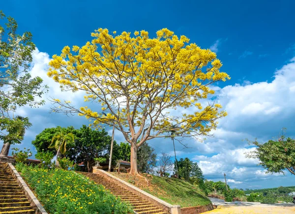 Árbol Amarillo Poinciana Florece Brillantemente Colina Cerca Del Templo Meseta — Foto de Stock