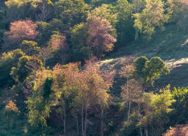 Bir bahar sabahı, Da Lat, Vietnam 'ın eteklerindeki dağlık arazide kiraz kayısı ağaçları parlak bir şekilde çiçek açar.