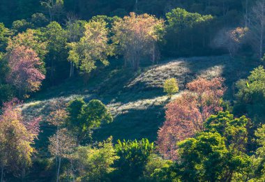 Bir bahar sabahı, Da Lat, Vietnam 'ın eteklerindeki dağlık arazide kiraz kayısı ağaçları parlak bir şekilde çiçek açar.
