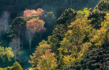 Bir bahar sabahı, Da Lat, Vietnam 'ın eteklerindeki dağlık arazide kiraz kayısı ağaçları parlak bir şekilde çiçek açar.