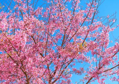 Kiraz kayısı dalları parlak bir bahar sabahı mavi gökyüzü arkaplanıyla çiçek açar.