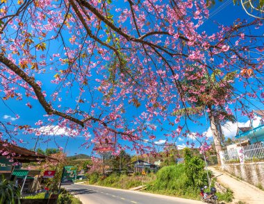 Da Lat, Vietnam - 21 Ocak 2022: Kiraz çiçekli kır yolu trafiği Vietnam 'ın Da Lat platosunda huzurlu bir hayat resmiyle birleşti