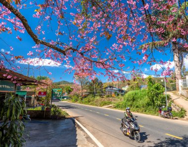 Da Lat, Vietnam - 21 Ocak 2022: Kiraz çiçekli kır yolu trafiği Vietnam 'ın Da Lat platosunda huzurlu bir hayat resmiyle birleşti