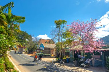 Da Lat, Vietnam - 21 Ocak 2022: Kiraz çiçekli kır yolu trafiği Vietnam 'ın Da Lat platosunda huzurlu bir hayat resmiyle birleşti
